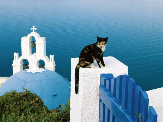 RÃ©sultat de recherche d'images pour "les chats en grece"