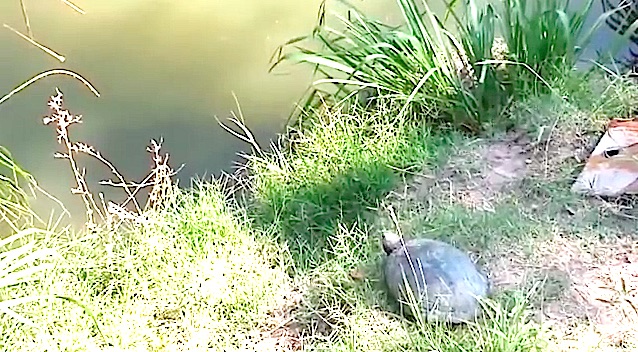 AMUSANT : Cette tortue fait un saut d'une rare délicatesse ! 