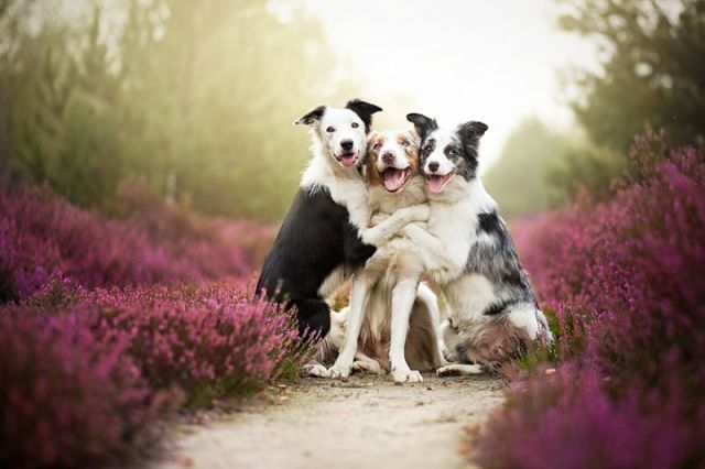 Fabuleux : des portraits de chiens incroyablement touchants par Alicja Zmyslowska 3