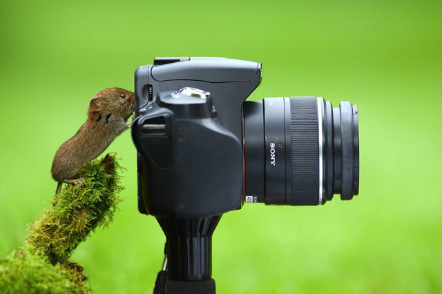 animal-photographe-3