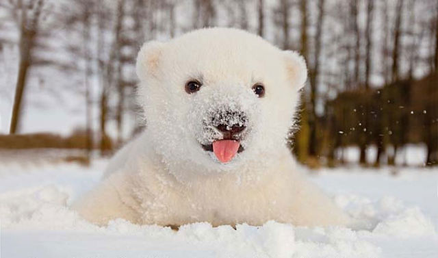 Ces animaux découvrent la neige pour la première fois ! 12