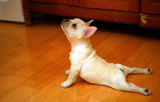 Ces animaux vont vous apprendre les positions du Yoga 9