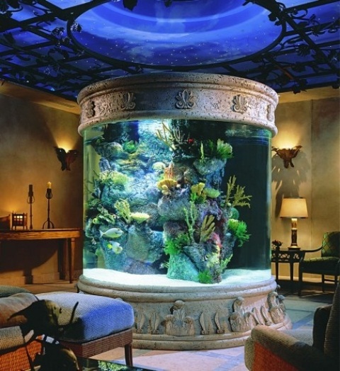aquarium11