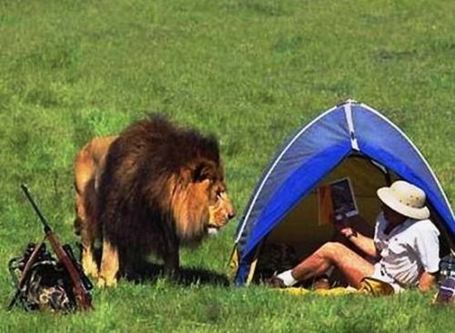 lion tente