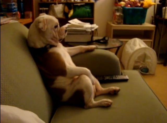 Pause TV pour notre bulldog. Ce chien est incroyable. 