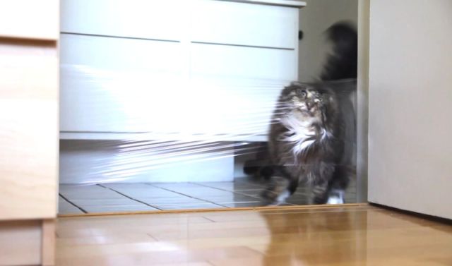 Un chat, un laser, du film transparent. 
