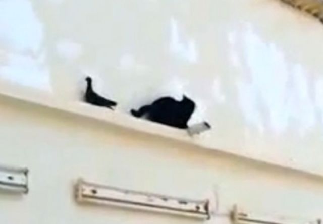EXCELLENT : Un chat essaie d'attraper un pigeon 2