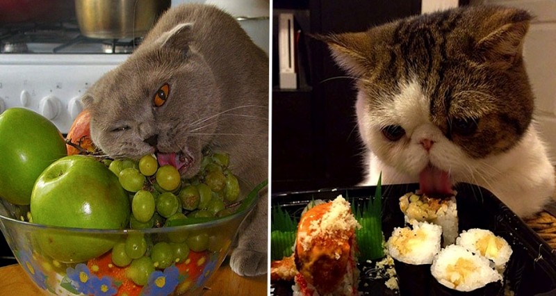 21 chats TRES gourmands qui mangent tout ce qu'ils trouvent ! 9
