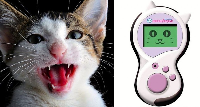 EXCLU : un chercheur du CNRS a inventé une machine qui traduit les miaulements du chat dans notre langue 4
