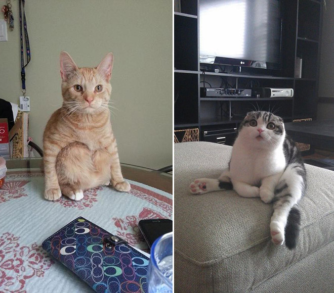 Ces chats ont découvert la position assise ! 14