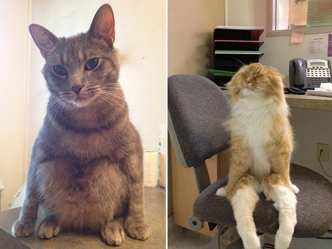 Ces chats ont découvert la position assise ! 2
