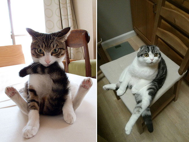 Ces chats ont découvert la position assise ! 8