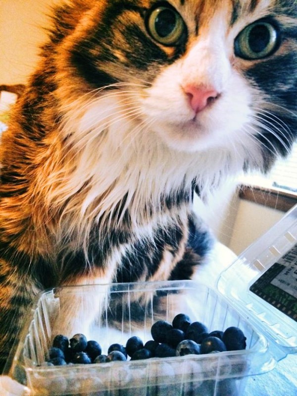 21 chats TRES gourmands qui mangent tout ce qu'ils trouvent ! 1