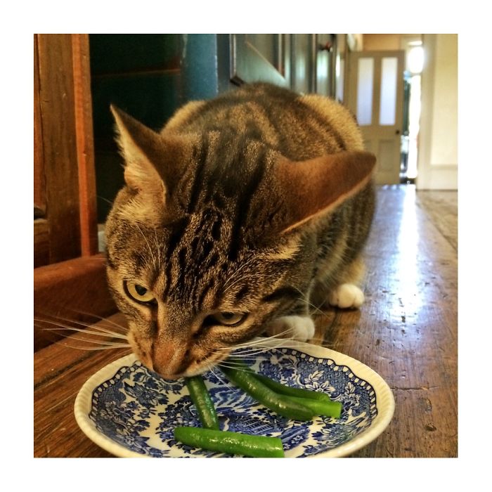 21 chats TRES gourmands qui mangent tout ce qu'ils trouvent ! 13