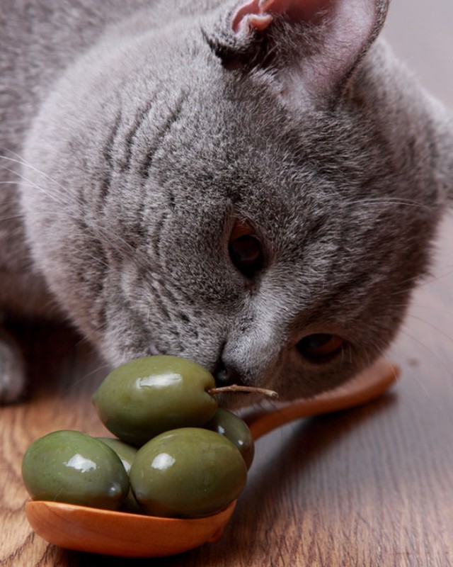 21 chats TRES gourmands qui mangent tout ce qu'ils trouvent ! 15