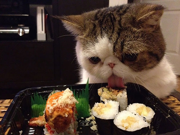 21 chats TRES gourmands qui mangent tout ce qu'ils trouvent ! 19