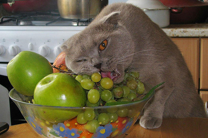 21 chats TRES gourmands qui mangent tout ce qu'ils trouvent ! 20