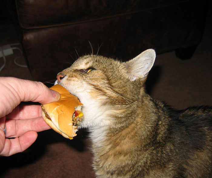 21 chats TRES gourmands qui mangent tout ce qu'ils trouvent ! 21