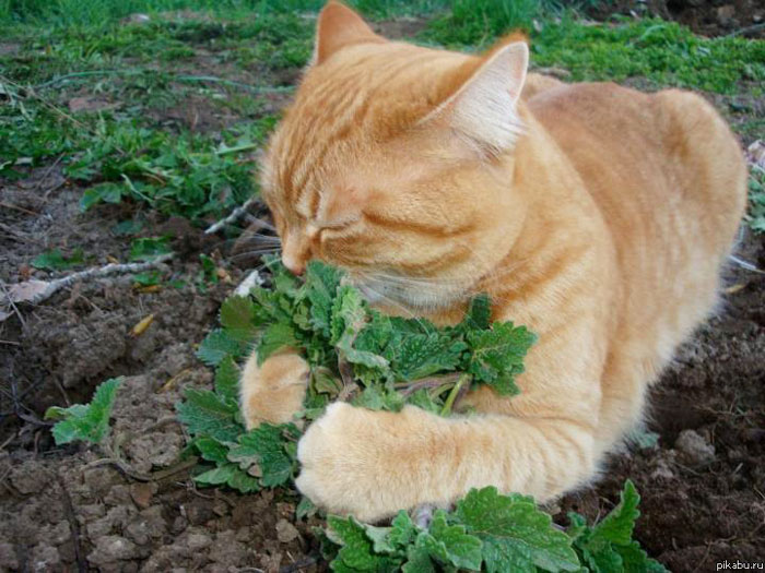 21 chats TRES gourmands qui mangent tout ce qu'ils trouvent ! 22