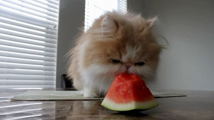 21 chats TRES gourmands qui mangent tout ce qu'ils trouvent ! 8