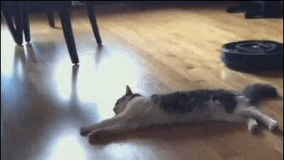chats-paresseux-10
