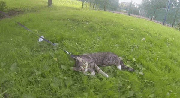 chats-paresseux-11