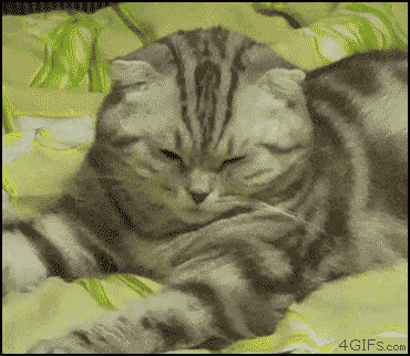 chats-paresseux-13