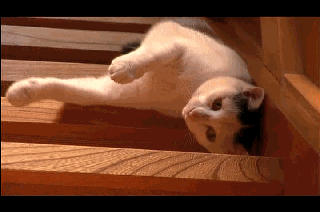 chats-paresseux-7
