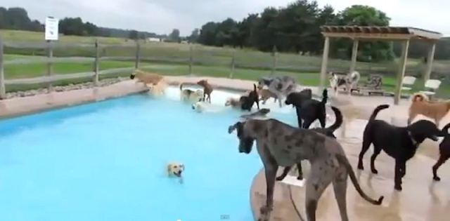 La piscine party des chiens 