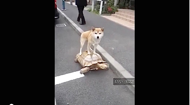 Ce chien fait de l'équitation sur une tortue 
