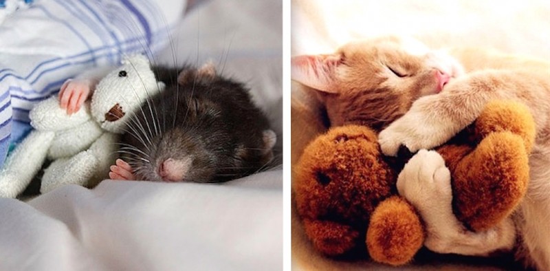 15 photos touchantes d'animaux avec leurs doudous 16