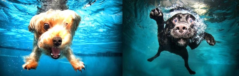 20 photos excellentes de chiens sous l'eau 23