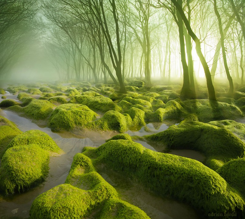 Voici 15 forêts mystérieuses où vous adorerez vous perdre ! 14