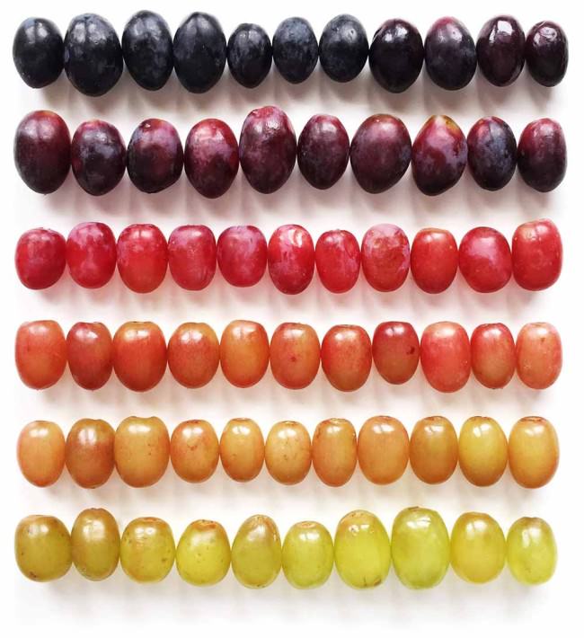 Des fruits et légumes hauts en couleurs 11