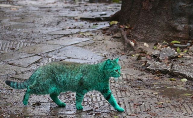 green-cat-varna-bulgaria-10