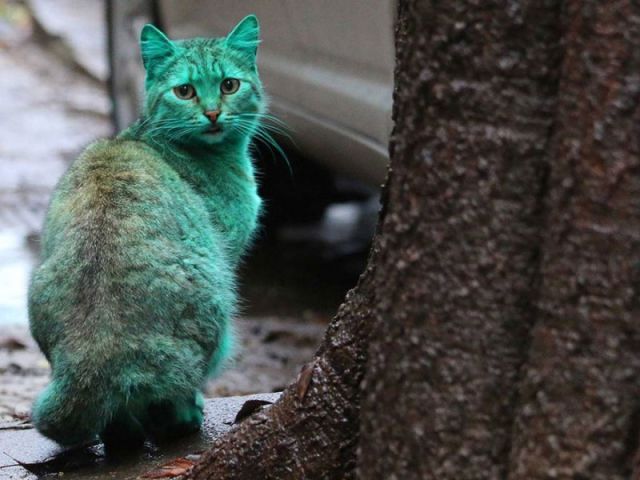 green-cat-varna-bulgaria-6