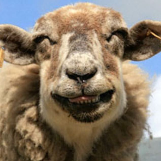 A happy sheep