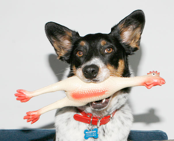 25 chiens qui ont l'air idiot avec leurs jouets 10