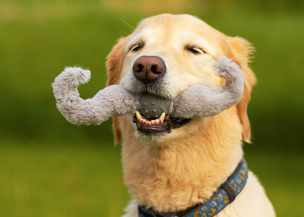 25 chiens qui ont l'air idiot avec leurs jouets 12