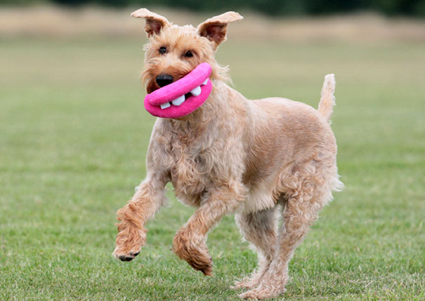 25 chiens qui ont l'air idiot avec leurs jouets 23