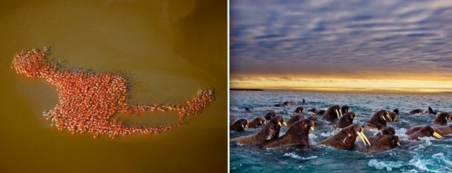 20 photos impressionnantes de la migration animale 21