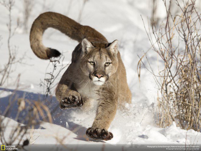 concours photo national geographic