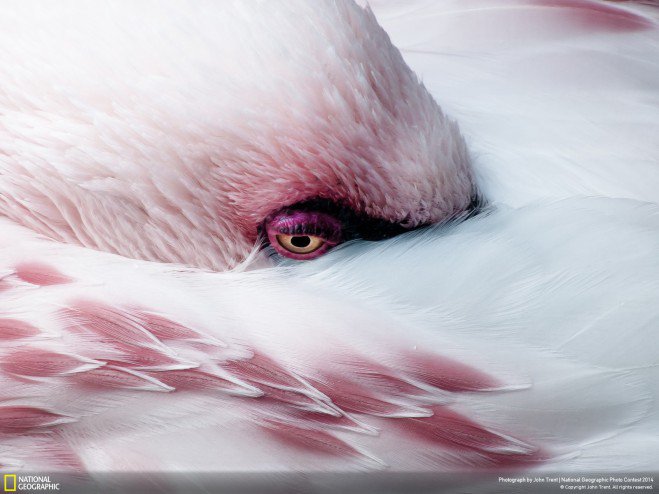 concours photo national geographic