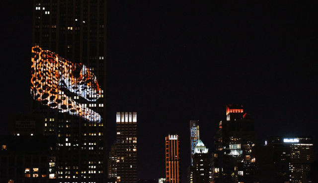 projection-empire-state-espece-animale-12