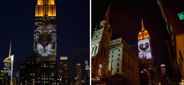 projection-empire-state-espece-animale-8
