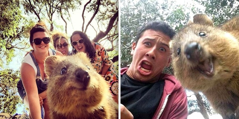 La nouvelle mode en Australie : le selfie avec un quokka ! 32