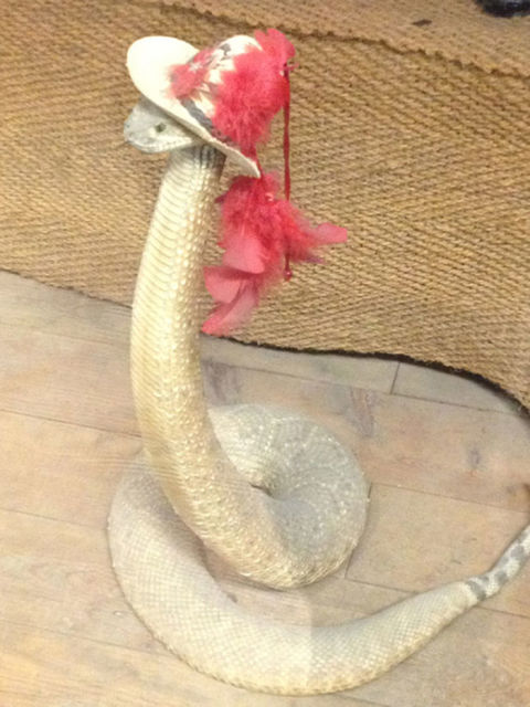 serpent-drole-chapeau-4
