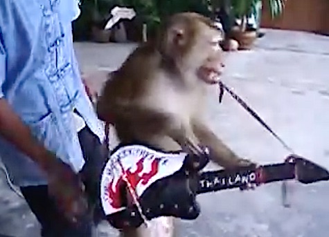 EXTRA : Un singe qui joue de la guitare  