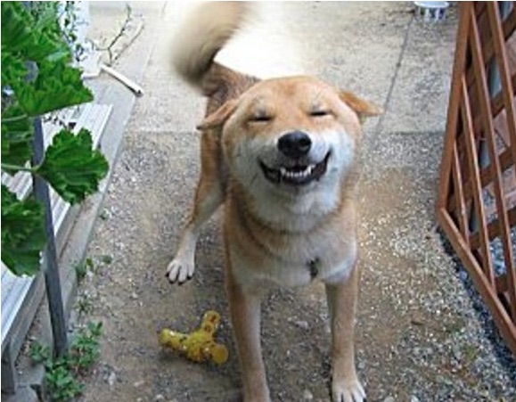 Quand ce chien entend le mot " CHEESE " ! 